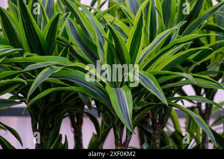 Dracaena fragans, tronco de Brasil, Majorque, Iles Baléares, Espagne. Banque D'Images