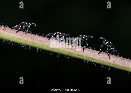 Les premières nymphes de la lanterne tachetée (Lycorma delicatula) Banque D'Images