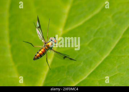 Mouche à pattes longues (Condylostylus sp.) - Femme en vol. Banque D'Images