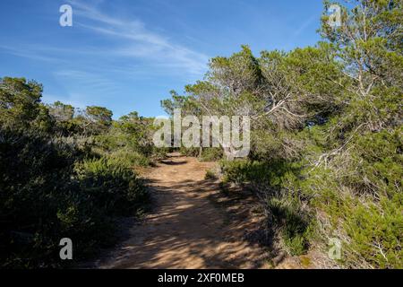 CAN Marroig domaine public, Formentera, Iles Pitiusa, Communauté des Baléares, Espagne. Banque D'Images