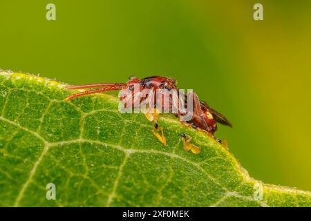 Une abeille nomade (Nomada sp.) est recouvert de rosée après avoir perché pendant la nuit attaché à une feuille de plante d'aspersion. Banque D'Images