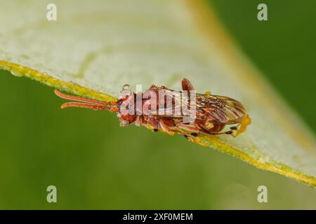 Une abeille nomade (Nomada sp.) est recouvert de rosée après avoir perché pendant la nuit attaché à une feuille de plante d'aspersion. Banque D'Images