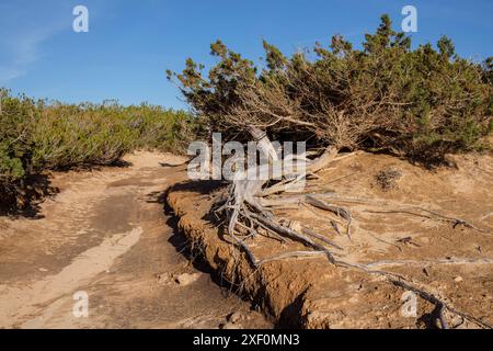 CAN Marroig domaine public, Formentera, Iles Pitiusa, Communauté des Baléares, Espagne. Banque D'Images