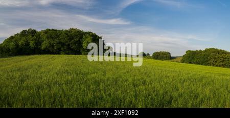 Cultures dans les champs au coucher ou au lever du soleil. Beaucoup de germes de blé vert et d'orge au printemps. Champs verts derrière les forêts Banque D'Images