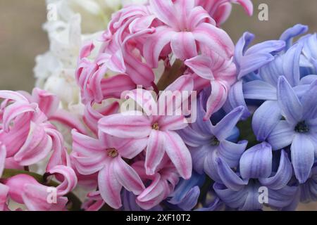 Un bouquet printanier de jacinthes dans un trio de couleurs. Mise au point sur le premier plan, arrière-plan flou. Banque D'Images