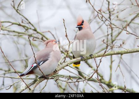 Deux waxwings de Bohême (Bombycilla garrulus) sur branche, pays-Bas Banque D'Images