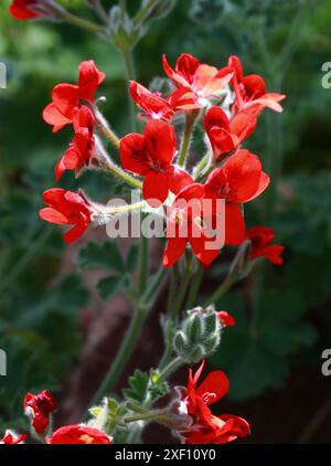 Pelargonium ignescens, Geraniaceae. Un des premiers hybrides de P. fulgidum fleurs écarlate claires avec des marques foncées sur les deux pétales supérieurs. Banque D'Images