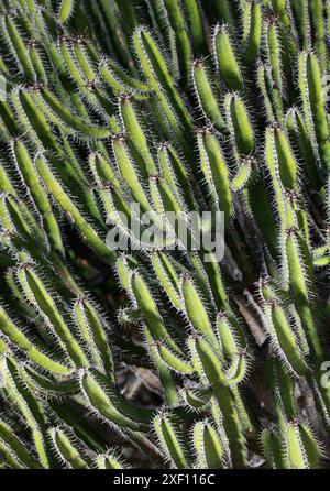 Purge d'os de poisson, cactus d'os de poisson ou chardon d'os de poisson, Euphorbia polyacantha, Euphorbiaceae. SYN. Euphorbia Thi. Ethiopie, Afrique. Banque D'Images