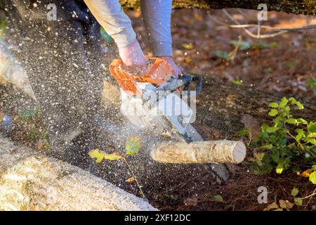 Un employé municipal coupe des arbres tombés qui sont tombés à la suite d'un ouragan violent Banque D'Images