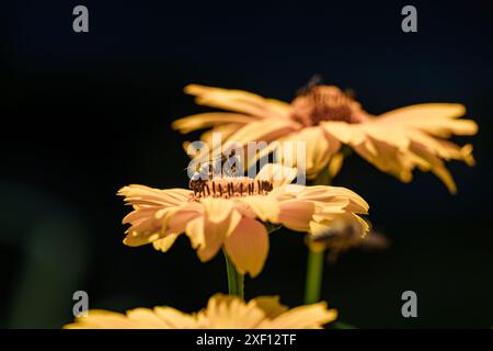 Image en gros plan d'une abeille sur des fleurs jaunes, soulignant son rôle dans la pollinisation avec un fond doux. Banque D'Images