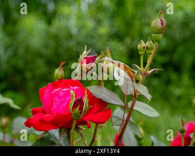 Des fleurs de rose rouge éclatantes, entourées de compagnons en herbe, placées sur un fond vert légèrement flou, offrant un symbole vibrant de beauté naturelle Banque D'Images