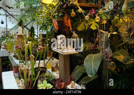 Plantes carnivores dans la serre des machines de l'île, Nantes, France Banque D'Images