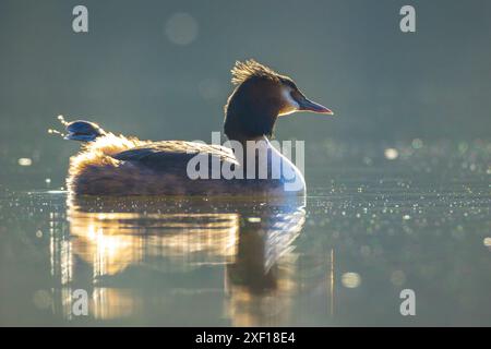 Deux grands grebes à crête, Podiceps cristatus, accouplement au printemps Banque D'Images