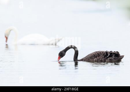 Cygne noir, Cygnus atratus, togheter avec un cygne muet, Cygnus olor, nageant à la surface de l'eau. Technique de mise au point sélective utilisée. Banque D'Images