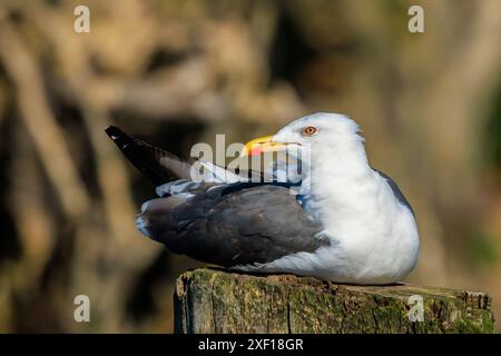 Gros plan d'une mouette à dos noir moindre, Larus fuscus, perchée. Banque D'Images