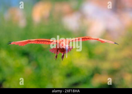 Oiseau Ibis écarlate Eudocimus ruber oiseau tropical échassier en vol. C'est l'un des deux oiseaux nationaux de Trinité-et-Tobago. Banque D'Images
