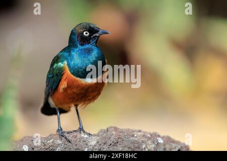 Le superbe superbus Lamprotornis est un membre de la famille des oiseaux. On le trouve généralement en Afrique de l'est, y compris en Éthiopie Banque D'Images