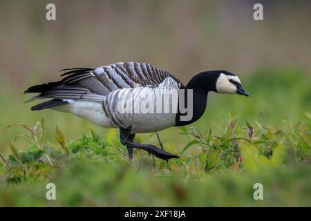 Close-up d'une bernache nonnette Branta leucopsis marcher et d'alimentation dans un pré sur une journée ensoleillée Banque D'Images