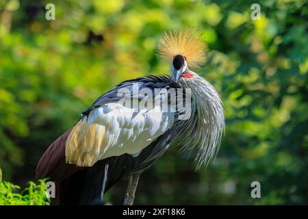 Gros plan d'une grue grise couronnée, Balearica regulorum, oiseau national de l'Ouganda. Banque D'Images