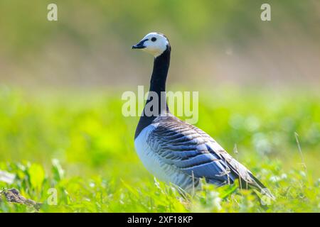 Close-up d'une bernache nonnette Branta leucopsis marcher et d'alimentation dans un pré sur une journée ensoleillée Banque D'Images