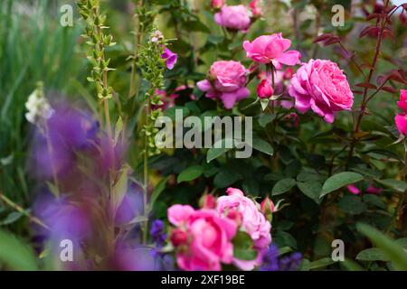 Rose Marie rose fleurissant dans le jardin d'été par salvia et foxgants. Un bouquet de fleurs nostalgiques doubles poussent à la frontière. Sélection Austin. Roses anglaises. C Banque D'Images