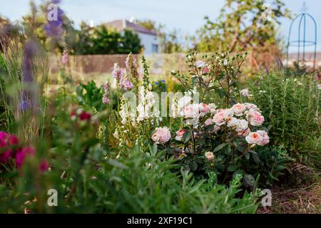 Rose Chippendale fleurissant dans le jardin d'été. Les fleurs d'orange crémeuses poussent sur l'arbuste par foxgants et foxgants. Sélection Tantau Banque D'Images