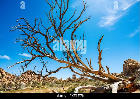 Vieux tronc d'arbre tombé ; Hidden Valley ; Joshua Tree National Park ; Californie du Sud ; États-Unis Banque D'Images