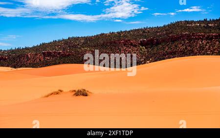 Les dunes de sable doré s'élèvent majestueusement sur fond de ciel bleu vif et de nuages blancs moelleux dans le parc d'État de Coral Pink Sand Dunes, Kanab, Utah Banque D'Images