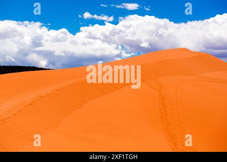 Les dunes de sable doré s'élèvent majestueusement sur fond de ciel bleu vif et de nuages blancs moelleux dans le parc d'État de Coral Pink Sand Dunes, Kanab, Utah Banque D'Images
