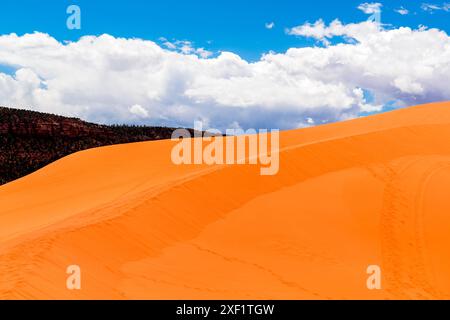Les dunes de sable doré s'élèvent majestueusement sur fond de ciel bleu vif et de nuages blancs moelleux dans le parc d'État de Coral Pink Sand Dunes, Kanab, Utah Banque D'Images
