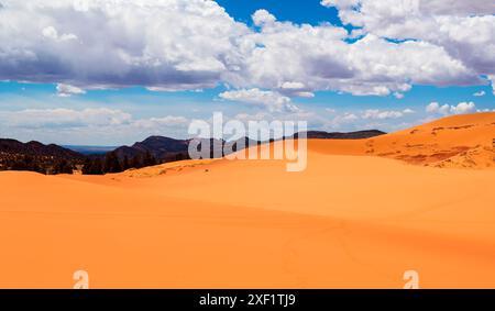 Les dunes de sable doré s'élèvent majestueusement sur fond de ciel bleu vif et de nuages blancs moelleux dans le parc d'État de Coral Pink Sand Dunes, Kanab, Utah Banque D'Images