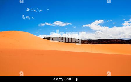 Les dunes de sable doré s'élèvent majestueusement sur fond de ciel bleu vif et de nuages blancs moelleux dans le parc d'État de Coral Pink Sand Dunes, Kanab, Utah Banque D'Images