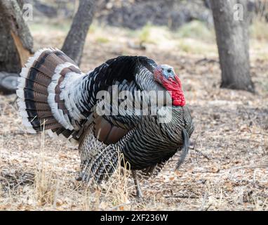 Tom Wild Turkey pendant la saison des accouplements Banque D'Images