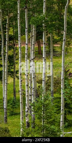 Paysage rocheux pittoresque dans le Staunton State Park, Colorado Banque D'Images