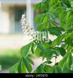 Châtaignier en fleurs, Aesculus hippocastanum, sur une prairie dans le centre-ville de Magdebourg en Allemagne au printemps Banque D'Images