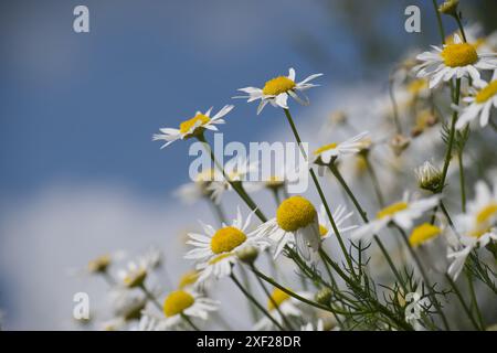 Photographie rapprochée de marguerites blanches fleurissant sur un ciel bleu éclatant, capturant l'essence du printemps et la beauté de la nature. Banque D'Images