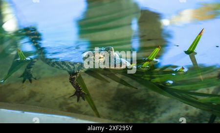 Alligators juvéniles nageant dans une ferme d'alligators de Floride de différentes tailles. Banque D'Images