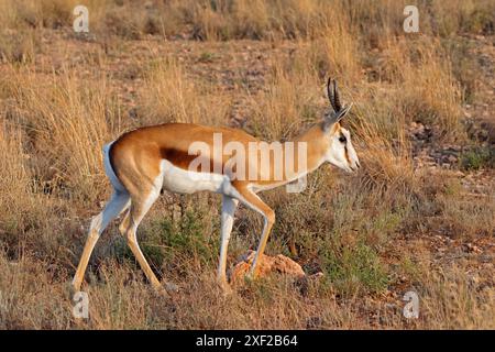 Une antilope springbok (Antidorcas marsupialis) dans son habitat naturel, Afrique du Sud Banque D'Images