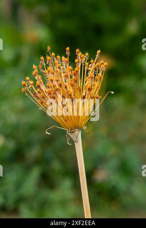 Plan vertical de la tête de fleur orange séchée avec un fond vert flou. Banque D'Images