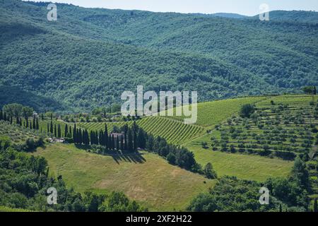 Vue aérienne d'un vignoble pittoresque et des collines ondulantes en Toscane, Italie par une journée ensoleillée Banque D'Images