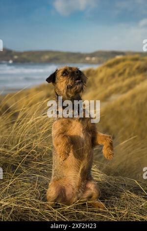 Un chien terrier mignon debout sur les pattes arrière dans une dune herbeuse avec une plage et la mer en arrière-plan Banque D'Images