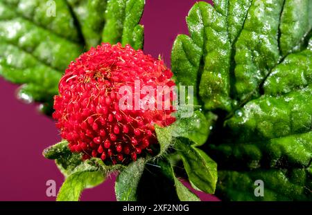 Belle friture rouge Duchesnea indica ou fraise faise sur un fond rose. Gros plan de la tête de fleur. Banque D'Images