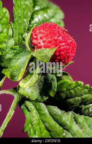 Belle friture rouge Duchesnea indica ou fraise faise sur un fond rose. Gros plan de la tête de fleur. Banque D'Images