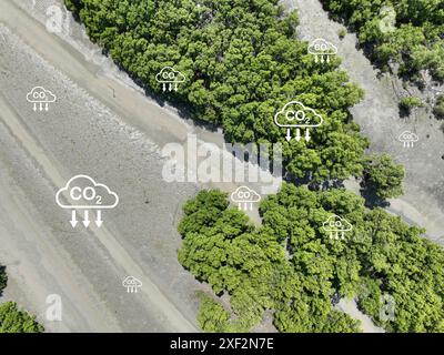 Concept de capture du carbone. Puits de carbone naturel. Les mangroves capturent CO2 de l'atmosphère. Vue aérienne de la forêt de mangroves verdoyantes. Ecosys carbone bleu Banque D'Images