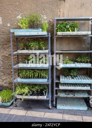 foyer. vente de plantes de jardin. jardin urbain. plantation dans le jardin. autosuffisance Banque D'Images