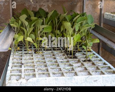 foyer. vente de plantes de jardin. jardin urbain. plantation dans le jardin. autosuffisance Banque D'Images