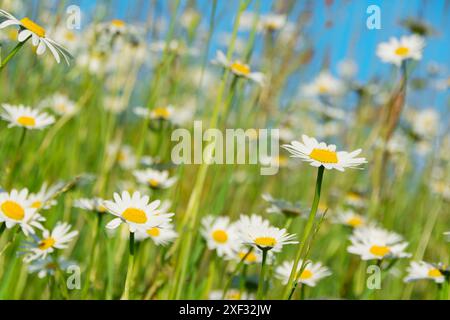 Pré des fleurs en été Banque D'Images