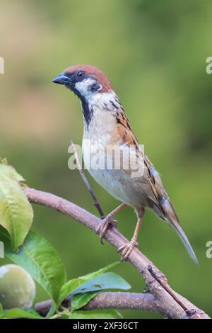 Gros plan du moineau mâle sur un buisson dans le jardin (passer montanus) Banque D'Images