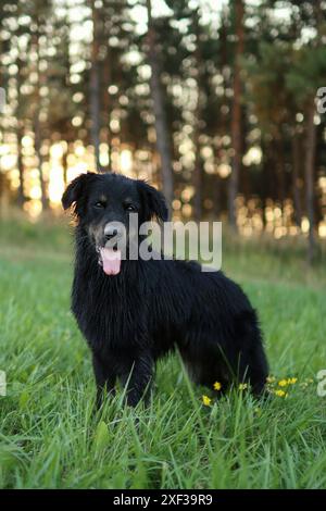 Chien noir debout profitant de l'heure dorée à l'extérieur dans la forêt. portrait de chien adopté mignon à l'heure d'or Banque D'Images