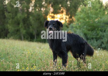 Chien noir debout profitant de l'heure dorée à l'extérieur dans la forêt. portrait de chien adopté mignon à l'heure d'or Banque D'Images